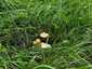 Mezei szegfűgomba (Marasmius oreades), Budai-hegység
